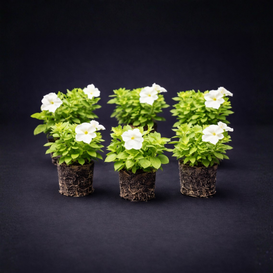 Light Bio Firefly Petunia (6 Starter Plants)