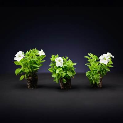 Light Bio Firefly Petunia (3 Starter Plants)