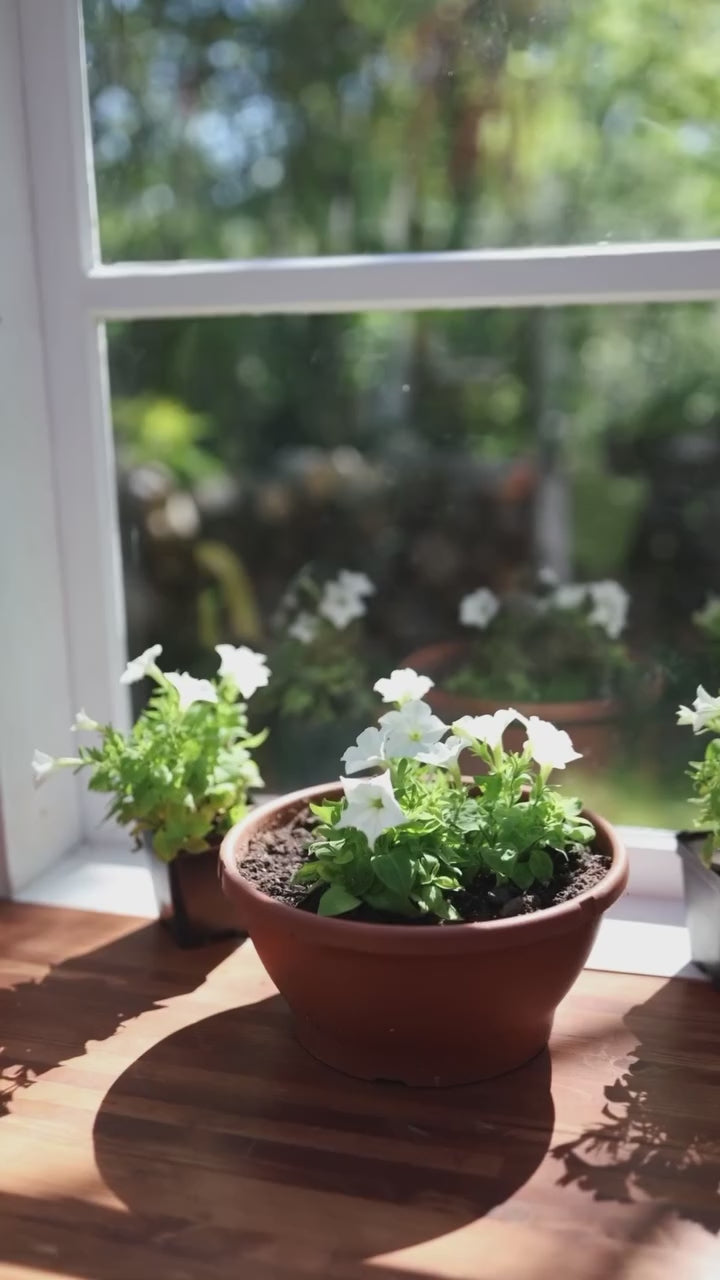 Firefly Petunia – 1 Glowing Pack